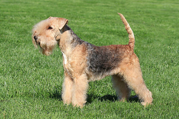 Typical Lakeland Terrier in the garden stock photo