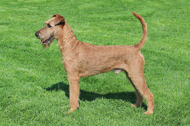 istock Typical  Irish Terrier in the garden 531549752