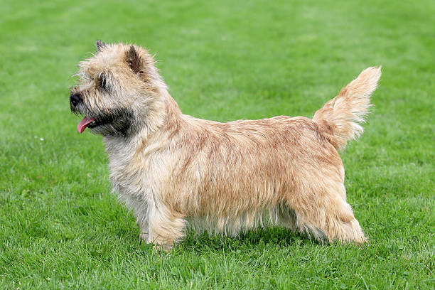 istock Typical  Norwich Terrier   in the garden 531549796