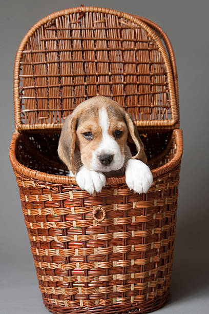 istock Beagle puppy in basket 531549798