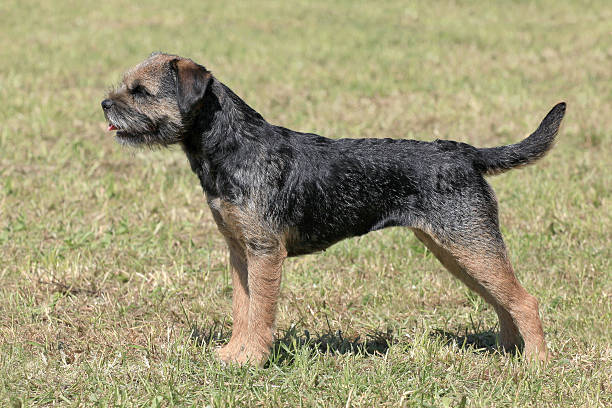 Typical  Border Terrier  in the garden Typical  Border Terrier  in the spring garden border terrier stock pictures, royalty-free photos & images