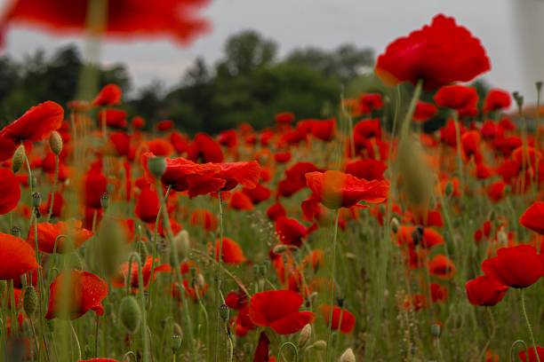 istock view of poppy field 531550524
