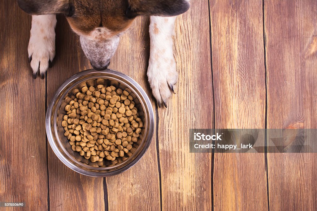 Dog and bowl of dry kibble food Bowl of dry kibble dog food and dog's paws and neb over grunge wooden floor Animal Stock Photo