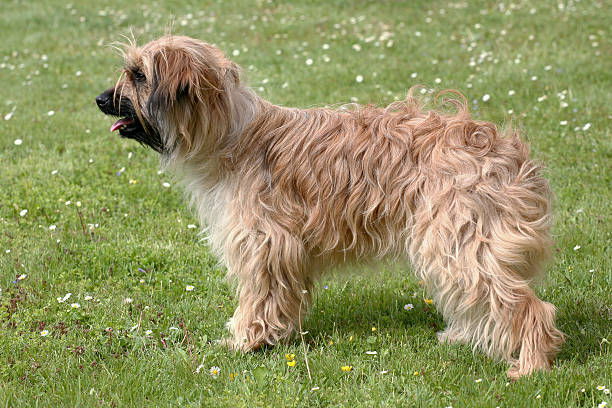istock Typical Pyrenean Sheepdog on a green grass lawn 531550806