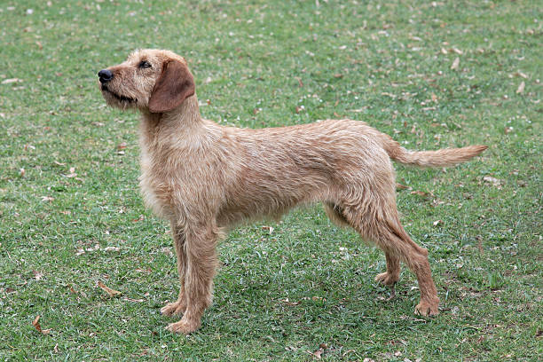 istock Typical  Styrian Hound  on a green grass lawn 531551010