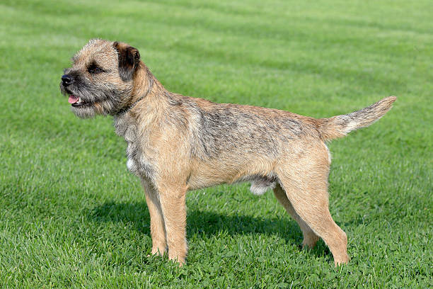 Typical Border Terrier  on a green grass lawn Typical  Border Terrier  in the spring garden border terrier stock pictures, royalty-free photos & images