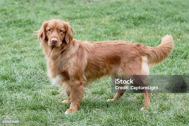 Typical Nova Scotia Retriever On A Green Grass Lawn Stock Photo - Download Image Now
