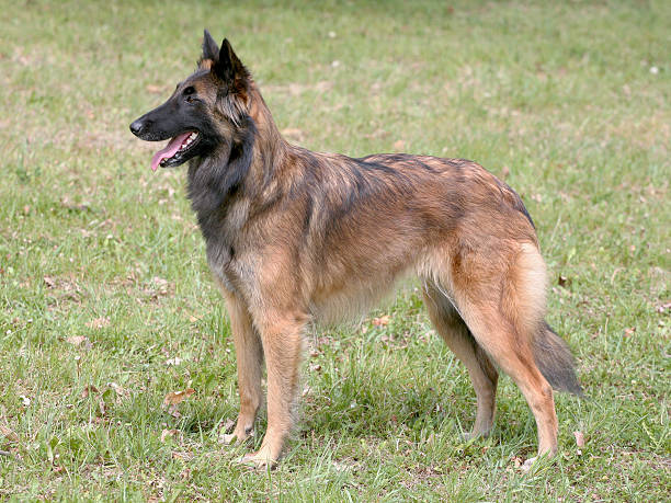 istock TypicalBelgian Shepherd Dog on a green grass lawn 531551820