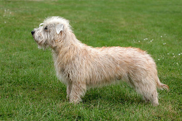 istock Typical Irish Glen Terrier  on a green grass lawn 531551886