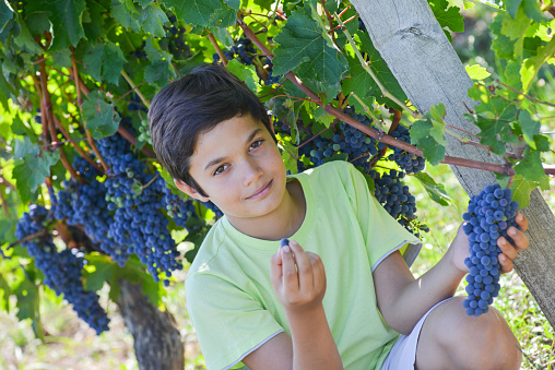 Teen in vineyard tasting red grapes with green leaves on the vine. fresh fruits