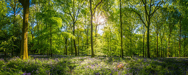 Sunshine warming idyllic woodland glade green forest ferns wildflowers panorama Early morning sunlight filtering through the green foliage of an tranquil forest clearing to illuminate the wildflowers and bluebells in this idyllic woodland glade. ProPhoto RGB profile for maximum color fidelity and gamut. panorama park stock pictures, royalty-free photos & images