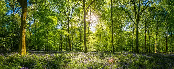 Photo of Sunshine warming idyllic woodland glade green forest ferns wildflowers panorama