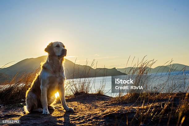 White Labrador Stock Photo - Download Image Now - Activity, Animal, Beach