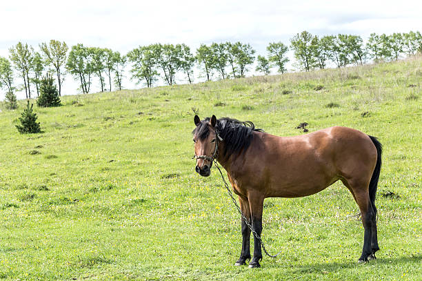 istock Horse at the meadow 531553502