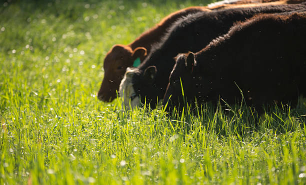 草の餌牛 - grass fed ストックフォトと画像