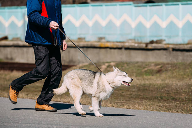 istock Young Funny Gray Husky Puppy Dog 531555868