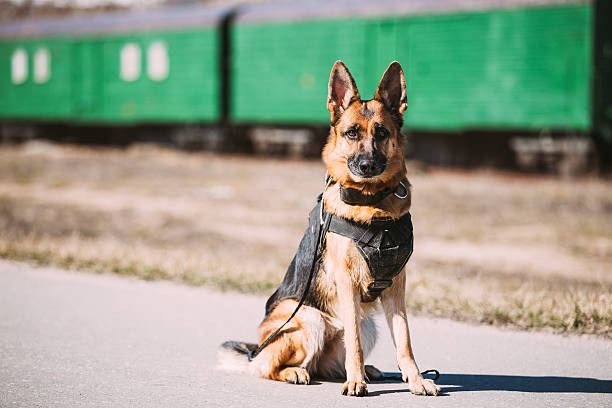 istock Brown German Sheepdog Sitting On Road 531558722
