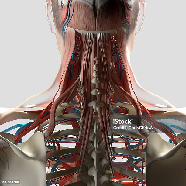 Human Anatomy Neck And Spine 3d Illustration Stock Photo - Download Image Now - Anatomy, Back, Biomedical Illustration