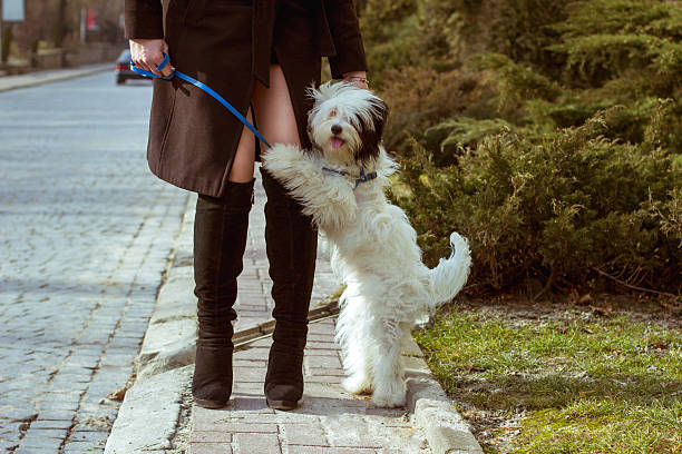 istock Dog standong at the woman's legs 531558840