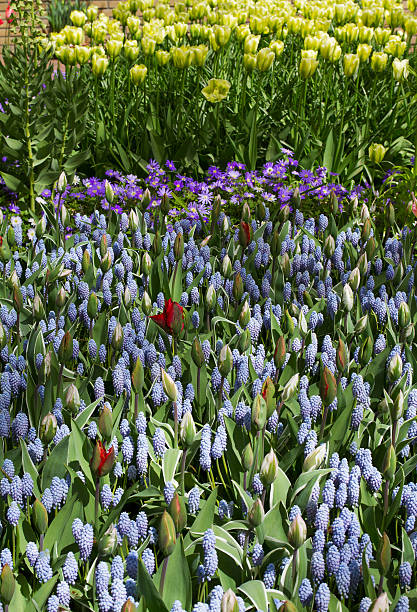 istock Colorful flowers in spring park 531559450