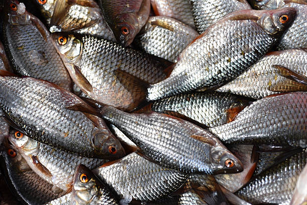 istock Fresh fishes 531559730