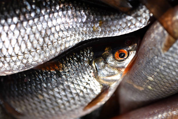 istock Close-up of fresh fish 531559786