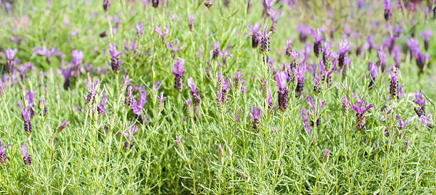 istock Lavender bush with purple flowers closeup 531560424