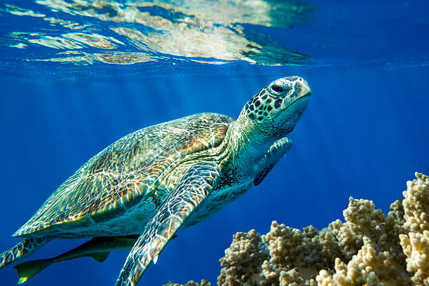 Loggerhead sea turtle Caretta caretta  - Red Sea stock photo