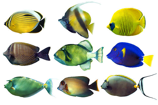 istock Set of sea nr.2- reef fish on white background 531562144