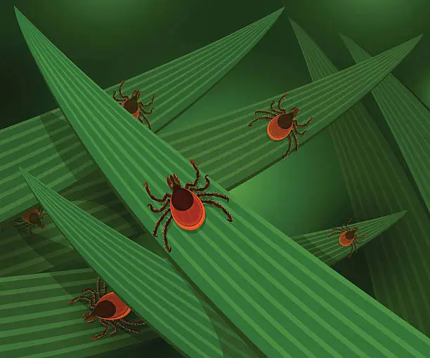 Vector illustration of Mites in the tall green grass