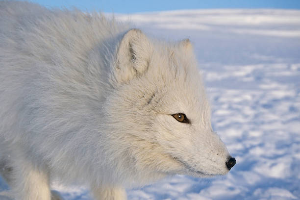 istock Portrait of Arctic Fox. 531563220