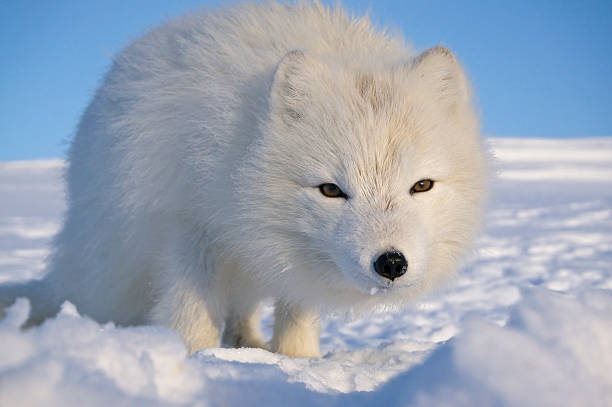 istock Arctic fox sitting in the snow, looking at the camera. 531563266