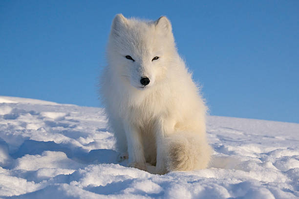 istock Arctic fox sitting on a snowbank. 531563406