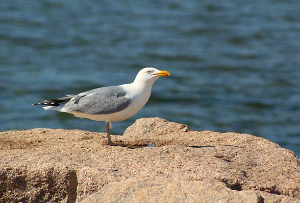 istock Seagull at a Water Hole in a Rock 531563442