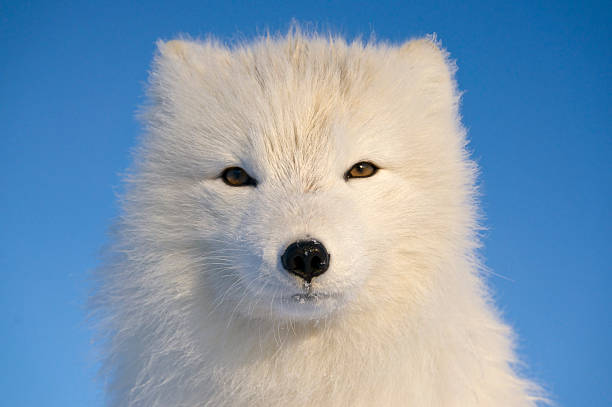 Portrait of Arctic Fox. stock photo