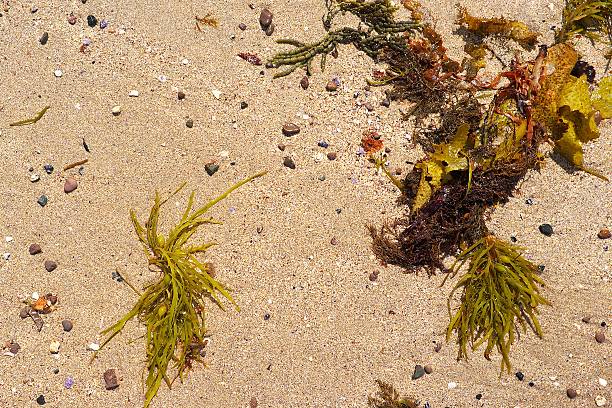 istock Seaweed washed up on a beach. 531563570