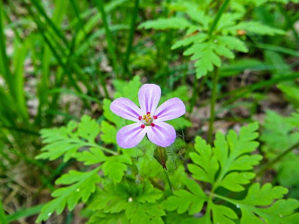 istock Wild flowers in a forest 531564078