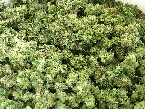 Raw Cannabis Buds In Bulk stock photo