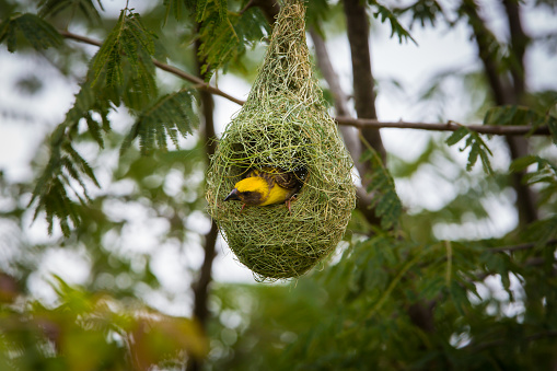 Baya Weavers nest colonies are usually found on thorny trees or palm fronds and the nests are often built near water or hanging over water where predators cannot easily reach their nests.