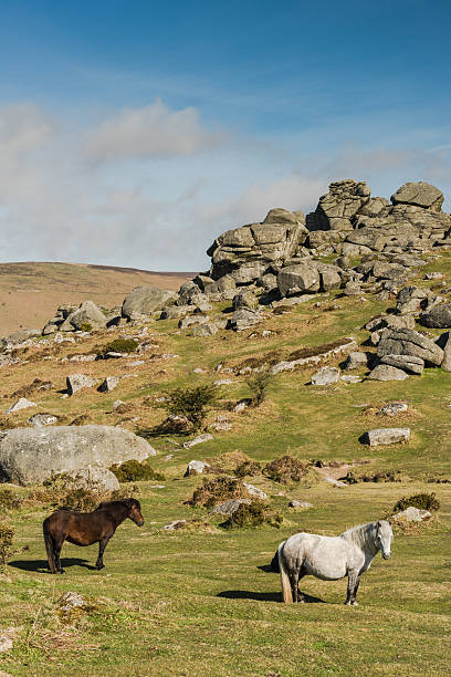 istock Wild ponnies grazing in front of granite Tor 531564780