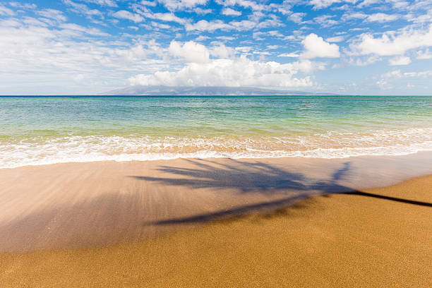 istock Palm Tree Shadow on Beach on Tropical Island 531564916