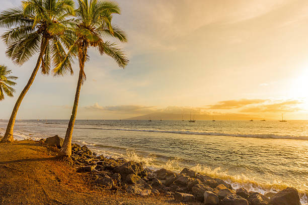 istock Palm Trees on the Beach at Sunset in Harbor 531564964