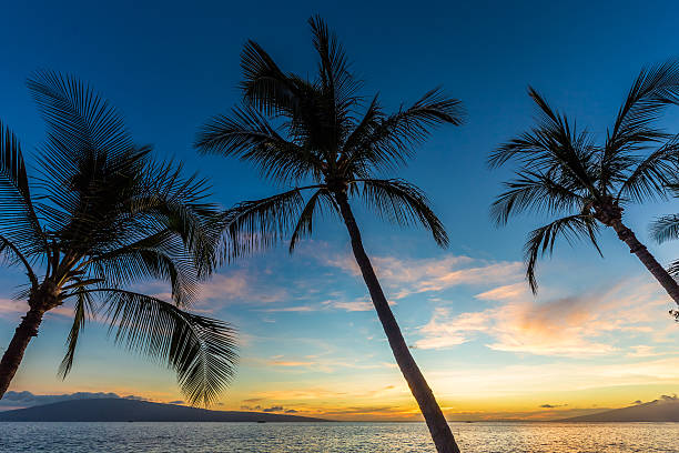 istock Palm Trees at Sunset on a Tropical Island 531565008