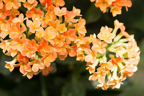 Orange Kalanchoe flowers.  The flowering Kalanchoe is a low maintenance succulent house plant.  In summer they can be placed outdoors as long as they are in a location protected from rain.