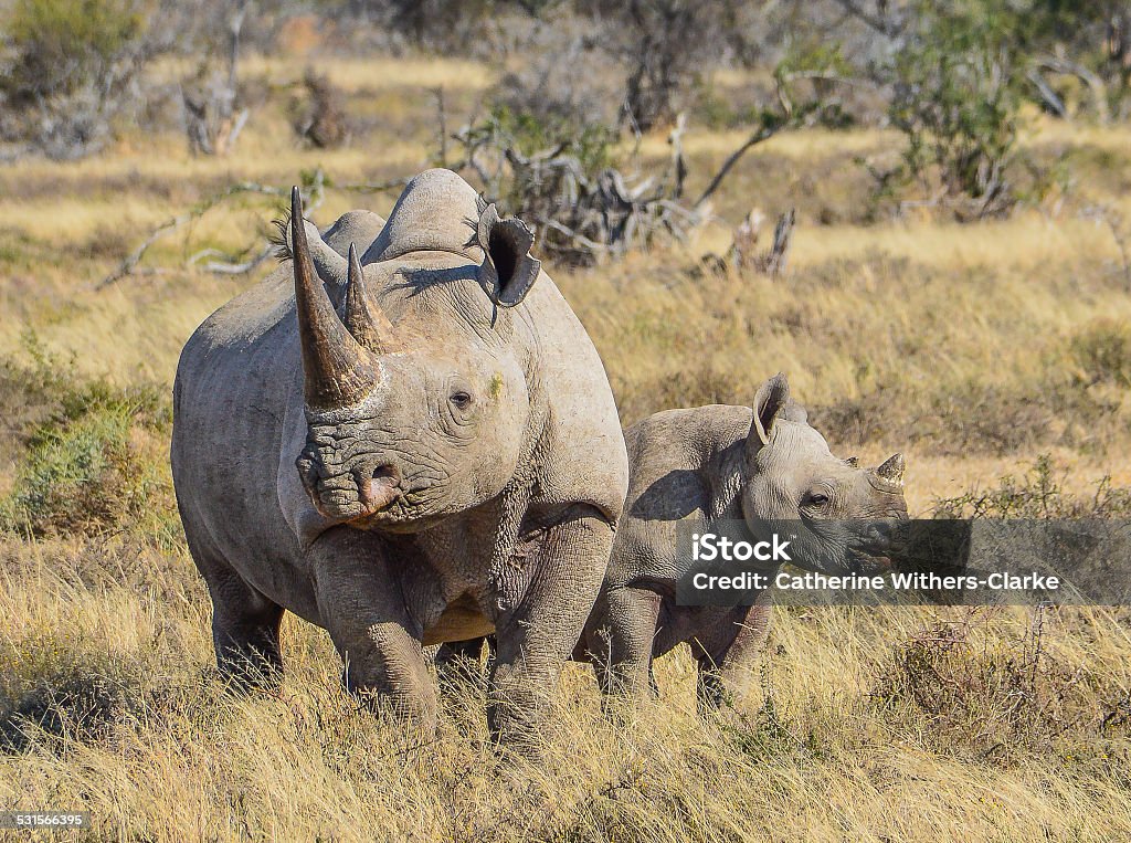 Black Rhino and calf Black Rhino and 6 month old calf in Eastern Cape, South Africa Black Rhinoceros Stock Photo