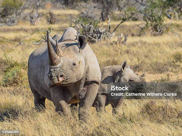 Black Rhino And Calf Stock Photo - Download Image Now - Black Rhinoceros, South Africa, Rhinoceros