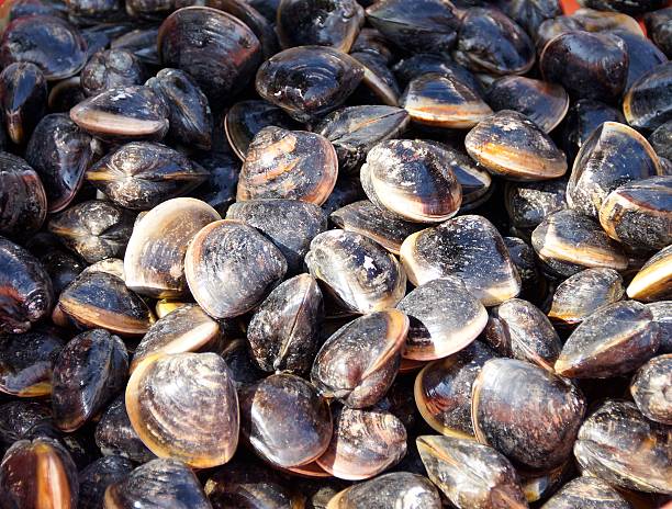istock Close up of fresh clams 531567959