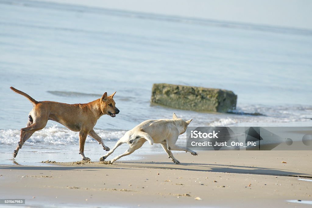 Funny Dogs on the Beach There are Funny Dogs play on the Beach. 2015 Stock Photo