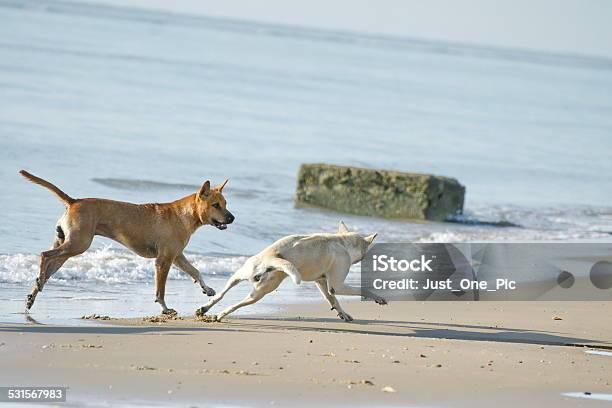 Funny Dogs On The Beach Stock Photo - Download Image Now - 2015, Activity, Animal