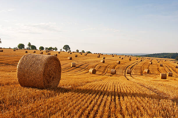 istock Hay bales on the field after harvest 531568333